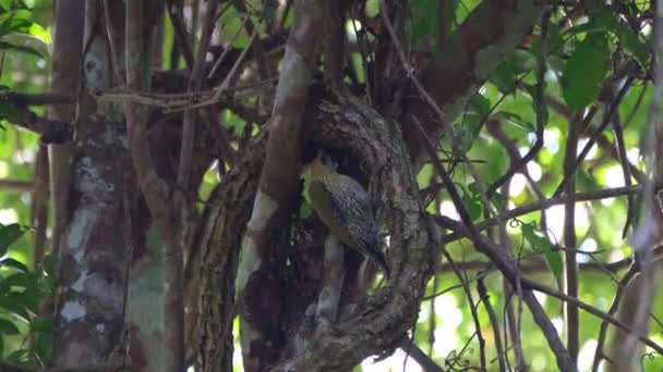 Вранці Гілках Він Клює Комах Під Виноградом Laced Woodpecker Picus — стокове відео