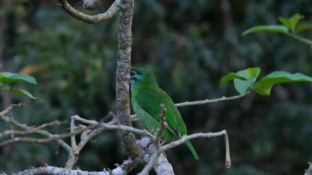 보이는 카메라와 포탑쪽을 둘러보고 얼굴을 Moustached Barbet Psilopogon Incognitus Khao — 비디오