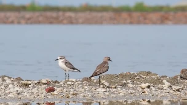 Seen Facing Sides Saltpan Also Revealing Shells Reflection Community Background — Stock Video