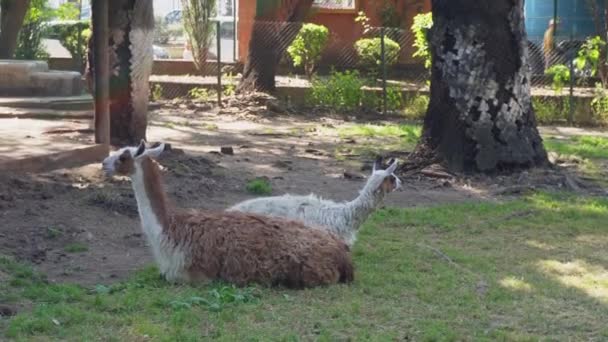 Twee Lama Rusten Het Gras — Stockvideo