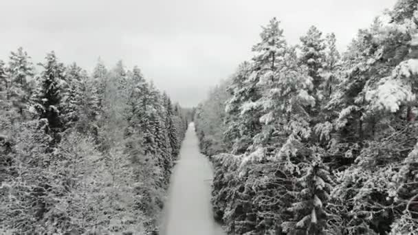 Choinka Śniegu Snow Tree Winter Coldwinter Beautifulwinter Droneshots — Wideo stockowe