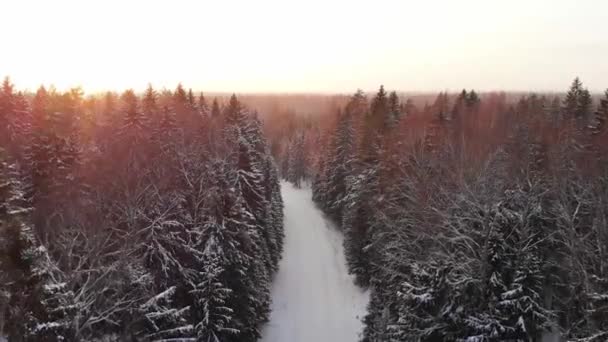 Bosque Nevado Nieve Árbol Invierno Fríoinvierno Hermosoinvierno Droneshots — Vídeos de Stock