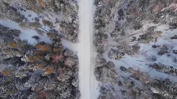 拉脱维亚冬天的雪_树_冬天_寒冷_美丽的冬天_矮人 — 图库视频影像