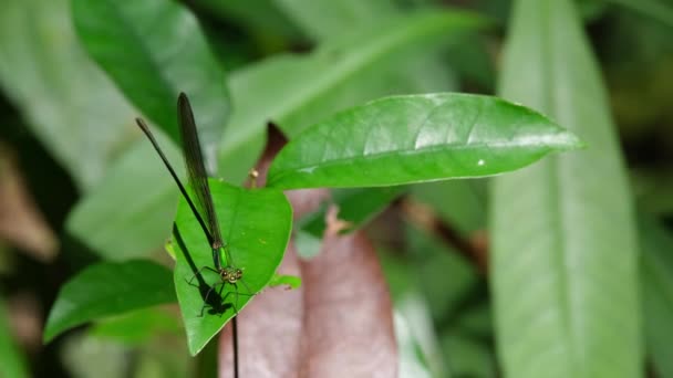 Seen Perched Leaf Bright Moment Forest Flies Away Returns Clear — Stock Video