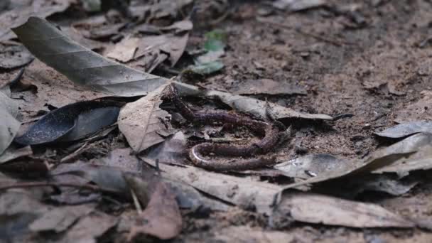 一只蚯蚓痛苦地盘绕着它的身体 被一群蚂蚁一起袭击 Razorjaw Ants Leptogenys Khao Yai National Park Thailand — 图库视频影像