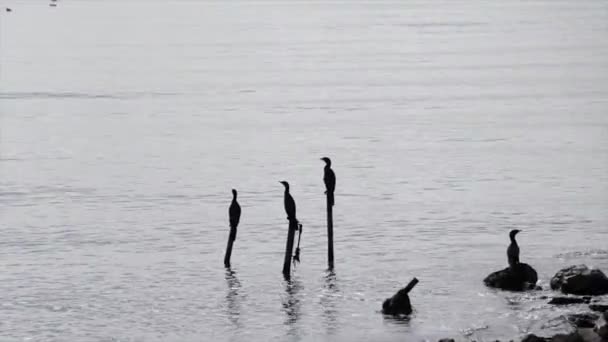 Pájaros Cormoranes Pie Sobre Estacas Madera Lago Aves Acuáticas Salvajes — Vídeos de Stock