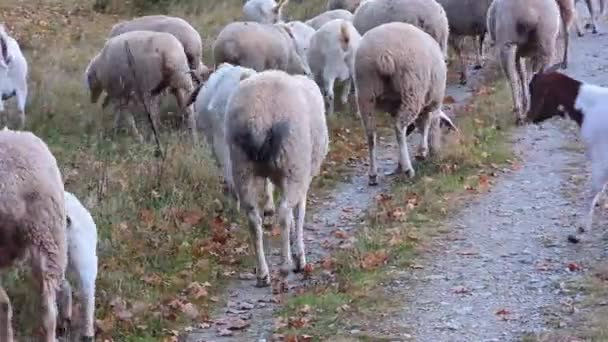 後ろから羊やヤギの群れのズームショット 動物たちは 緑の牧草地を通過した後 離れて歩いている 昼間は薄日が差し込みます — ストック動画