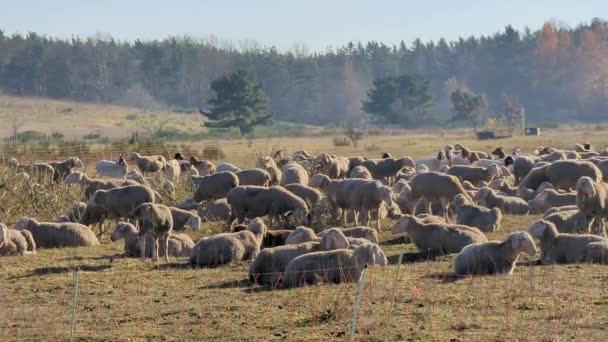 Left Right Pan Big Herd White Sheeps Fence Herd Large — Stock Video