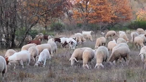 日落时分 在草地上把羊和山羊的镜头放大了 他们都瞧不起寻找食物 背景是五彩缤纷的秋天树 — 图库视频影像