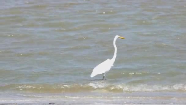 いくつかの魚やエビがビーチで食べるために水の中を歩くのを見ました 大歓迎 Ardea Alba Sam Roi Yot国立公園 Phrachuap Khiri Khan — ストック動画