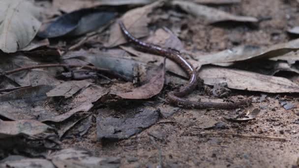 早上在森林地面上见过攻击蠕虫的社区餐 Razorjaw Ants Leptogenys Khao Yai国家公园 — 图库视频影像