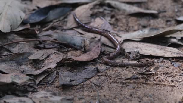 Aanvallen Van Een Worm Voor Een Gemeenschappelijke Maaltijd Tijdens Ochtend — Stockvideo