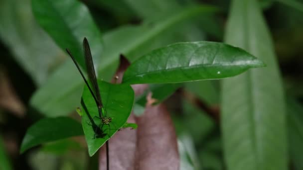 카메라를 호기심어린 시선으로 바라보면서 나뭇잎 Vestalis Gracilis Khao Yai National — 비디오