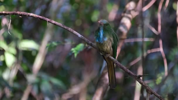 왼쪽을 드러내고 가지에 Nyctyornis Athertoni Khao Yai National Park Unesco — 비디오