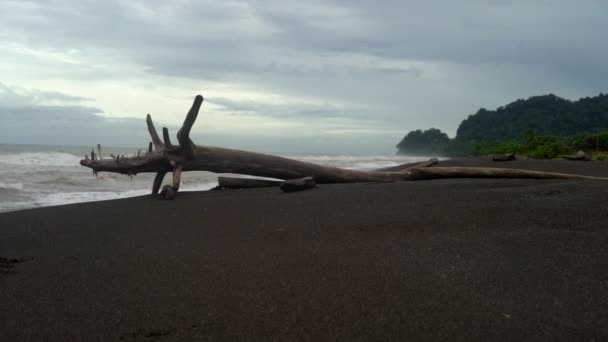 Enorme Madeira Deriva Uma Praia Areia Preta Costa Rica Com — Vídeo de Stock