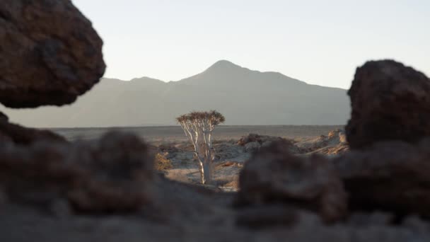 Статичний Ручний Знімок Дерева Стоїть Пустелі Камінням Передньому Плані Горами — стокове відео