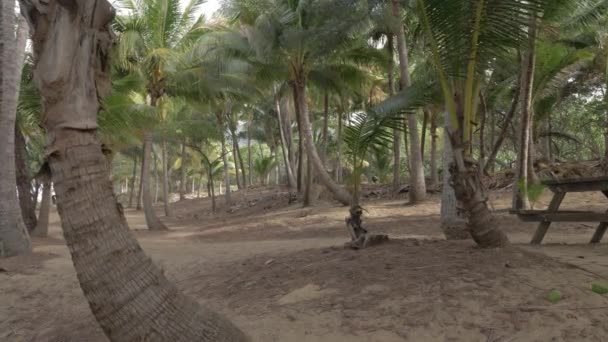 Szétszórt Pálmafák Lengenek Szélben Thala Beach Természetvédelmi Területen Port Douglasben — Stock videók