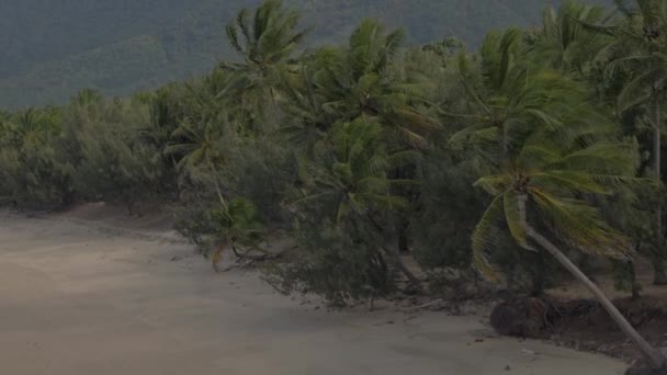 Forest Palm Trees Lined Thala Beach Nature Reserve Windy Weather — Stock video