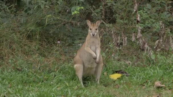 Agile Wallaby Kameraya Bakıyor Sonra Thala Doğa Rezervi Atlıyor Qld — Stok video