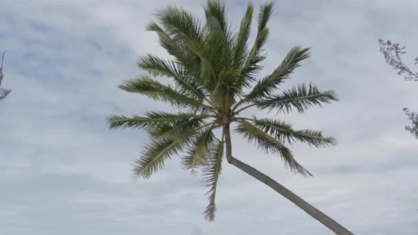 Palme Tropicali Che Soffiano Nel Vento Con Cielo Bianco Sullo — Video Stock