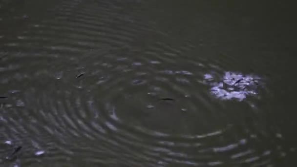 Individual Seen Jumping Surface Water Approached Another Others Move Making — Stock Video