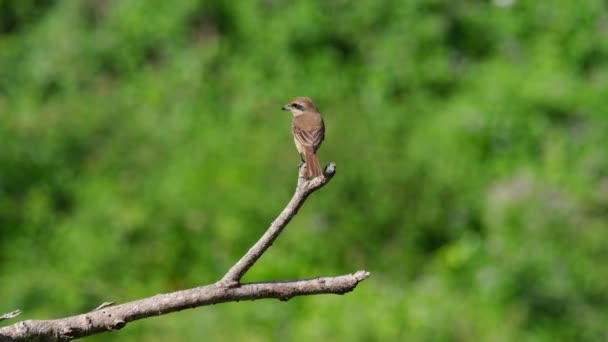 Perché Sur Sommet Une Branche Son Dos Recherche Ses Proies — Video