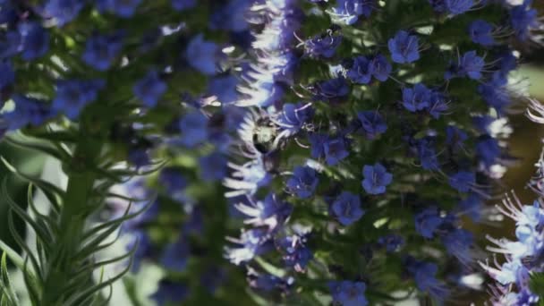 Cerca Como Abeja Poliniza Hermosa Echium Candicans Orgullo Planta Madeira — Vídeo de stock