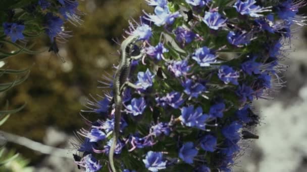 Nahaufnahme Einer Eidechse Auf Einer Wunderschönen Madeira Blume Echium Candicans — Stockvideo