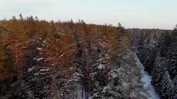 Floresta Nevada Final Noite Snow Tree Winter Coldwinter Beautifulwinter Droneshots — Vídeo de Stock