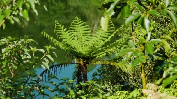 Nahaufnahme Von Grünen Pflanzen Und Farnen Vordergrund Die Ufer Des — Stockvideo