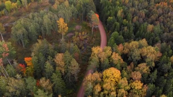 Όμορφο Δάσος Φθινόπωρο Nature Landskape Outdor Drone Droneshot Gold Wildforest — Αρχείο Βίντεο