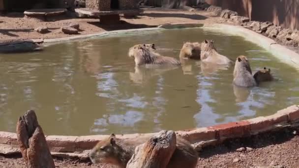 Famiglia Capybara Raffredda Uno Stagno — Video Stock