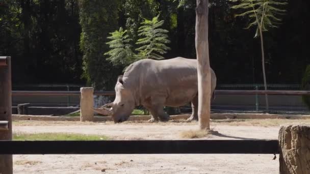 Rhinocéros Blanc Marche Dans Son Ranch — Video