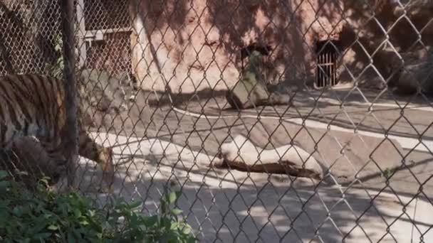 一只大灰虎绝望地走着 — 图库视频影像