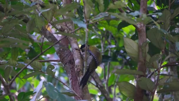 看到它的头深深地探了一下 然后把它拉回到树皮上啄食 联合国教科文组织世界遗产 Khao Yai国家公园 Laced Woodpecker Picus Vittatus — 图库视频影像