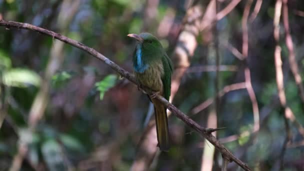 Nähere Aufnahmen Dieses Reizenden Vogels Der Seine Vorderseite Offenbart Während — Stockvideo