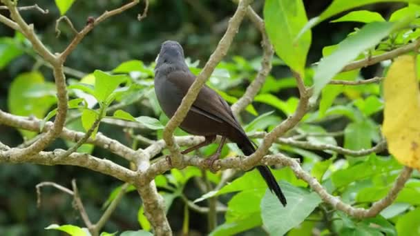 在环顾四周的树枝中看到 它抬起头 向左飞去 在泰国的Khao Yai国家公园 Pterorhinus Chinensis 黑色喉头的笑声 — 图库视频影像