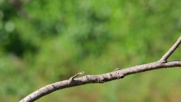 Ramo Usato Brown Shrike Come Pesce Persico Mentre Cercava Qualche — Video Stock