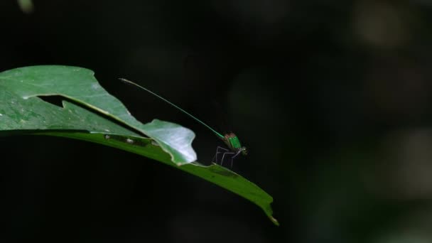 Perché Sur Une Feuille Orientée Vers Droite Une Chenille Est — Video