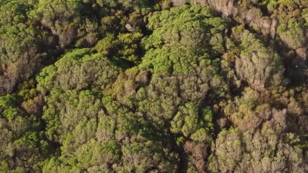 Arriba Abajo Aéreo Hacia Adelante Sobre Bosque Verde Día Soleado — Vídeos de Stock