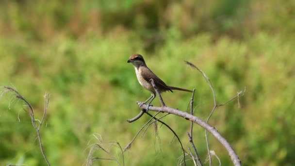 Dal Dallarına Tünemiş Kuyruğunu Sallayarak Yiyecek Bir Ararken Görüldü Kahverengi — Stok video