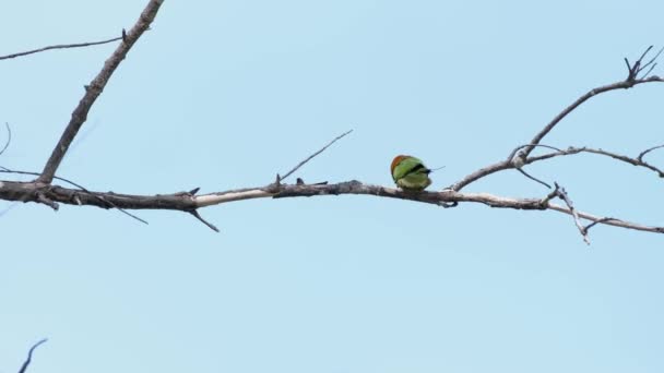 Perché Sur Branche Son Dos Combattant Vent Mangeur Abeille Verte — Video