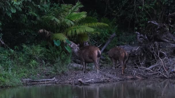 看着自己打扮 在天黑前舔舔干净 准备在河岸休息 Sambar Deer Rusa Unicolor Khao Yai国家公园 联合国教科文组织世界遗产 — 图库视频影像
