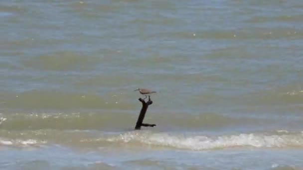 Sommet Une Branche Arbre Sortant Des Vagues Combattant Vent Les — Video