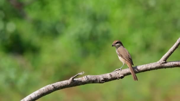 Perché Sur Une Branche Pendant Après Midi Venteux Puis Déplace — Video