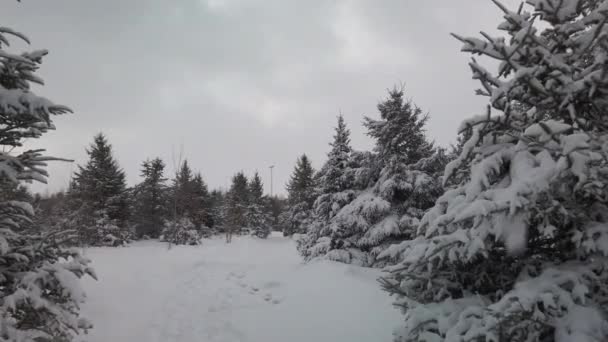 Großaufnahme Von Schneebedeckten Tannenbäumen Auf Einem Weihnachtsbaumhof — Stockvideo