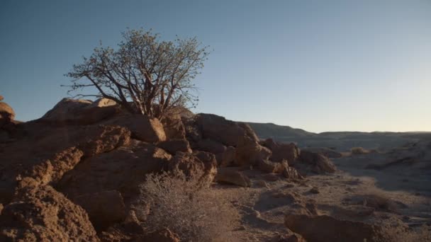 Disparo Estático Mano Antiguo Árbol Pie Desierto Rocoso África — Vídeos de Stock