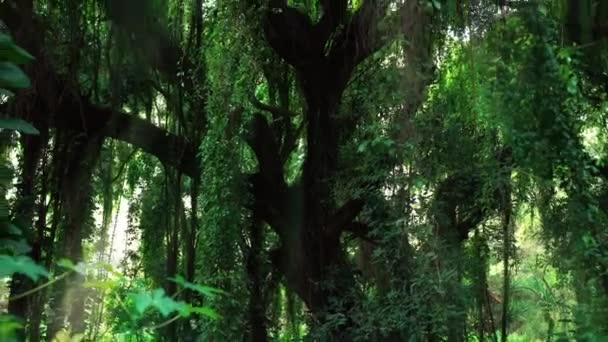 Tilt Shot Dense Jungle Banyan Tree Sunbeam Lighting Honolua Park — Stock Video