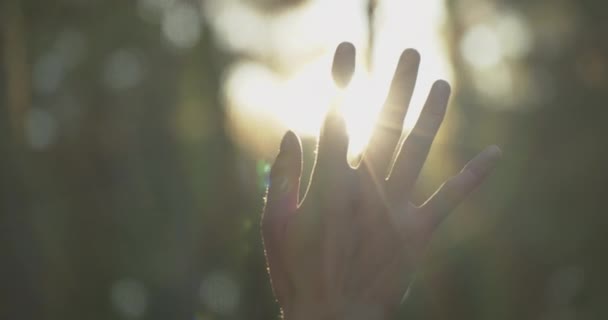 Солнечные Лучи Сияющие Сквозь Пальцы Человека Лесной Зоне — стоковое видео