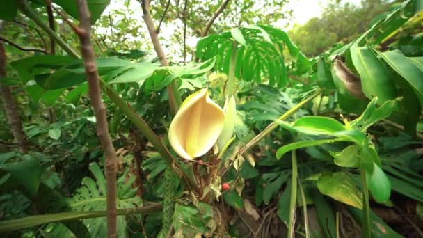 Gros Plan Plante Jaune Tropicale Fleur Poussant Dans Forêt Tropicale — Video